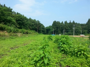 十和田市案件、造成開始