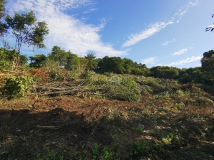 階上町鹿糠案件Ａ区画、伐採開始