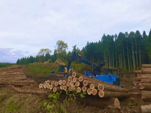 十和田市細工屋敷Ａ区画、伐採開始